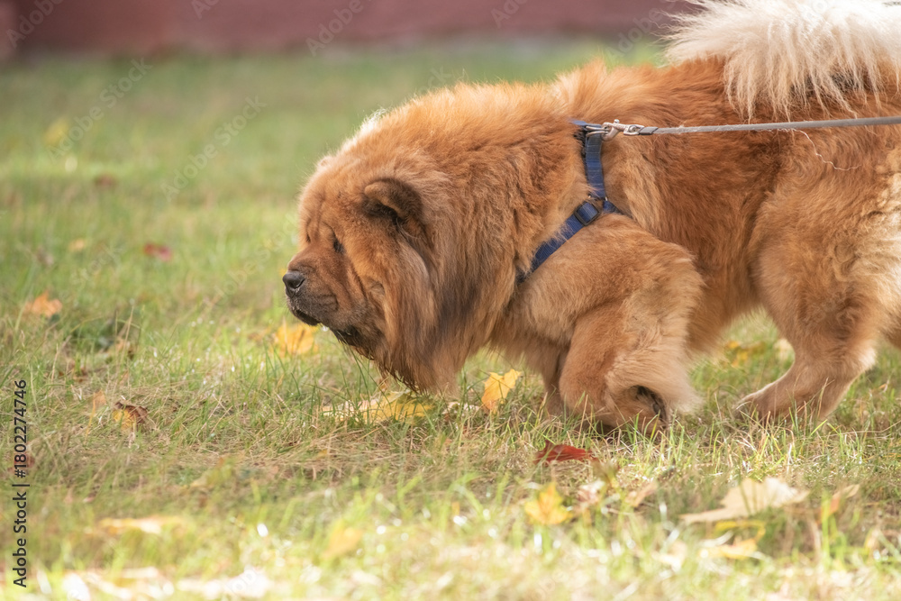 Fototapeta premium A fluffy, brown, thick-coated dog with a playful disposition, the Chow Chow strolls through a sun-drenched park surrounded by colorful autumn leaves, demonstrating a joyful time spent outdoors.