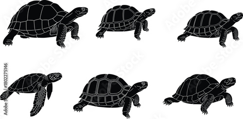 Set of turtle and tortoise silhouettes, collection of black and white reptile icons, including sea turtle, vector illustration, isolated.