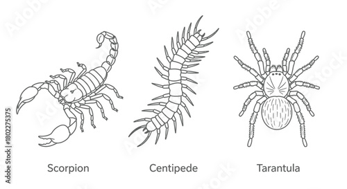 Detailed black and white illustrations of a scorpion centipede and tarantula