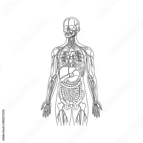 Human anatomy vector illustration showing internal organs, skeleton, circulatory and digestive systems.