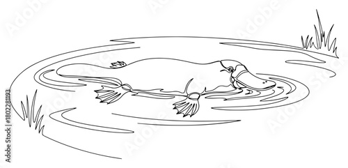 Australian platypus swimming in the water continuous one line drawing Vector illustration of a unique semi-aquatic mammal for a wildlife and nature concept
