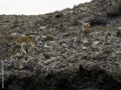 Wild goats in Cabo de Gata, Almeria