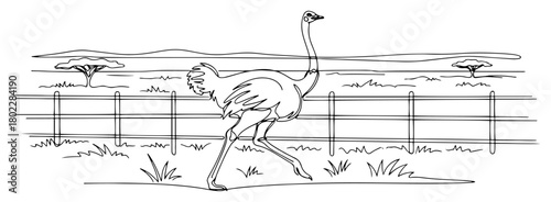 Ostrich running in savanna one continuous line drawing. African bird safari vector art.