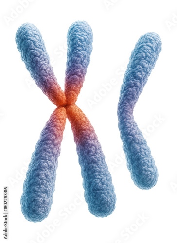 Chromatids condense and become visible as separate entities in mitosis prophase.