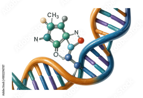 Fototapeta Naklejka Na Ścianę i Meble -  3D structure of a methylated cytosine base in a DNA strand.