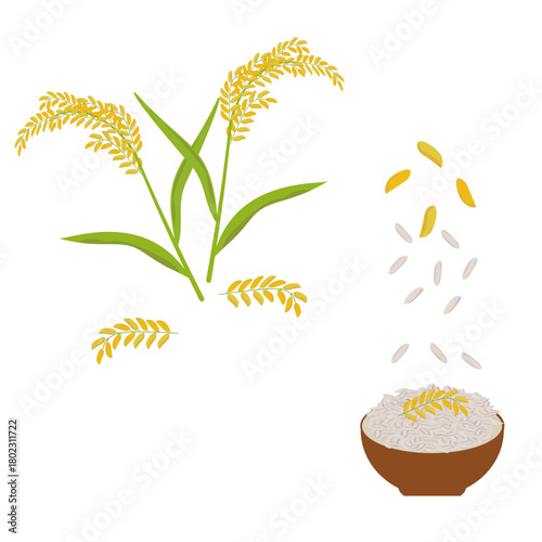 Image of rice stalk with separated leaves on white background with rice grains vector illustration