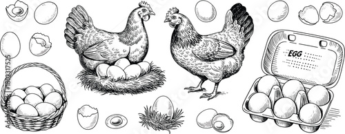 Vintage black and white chicken and egg illustration set with hens nest basket eggshell carton farm poultry drawing collection