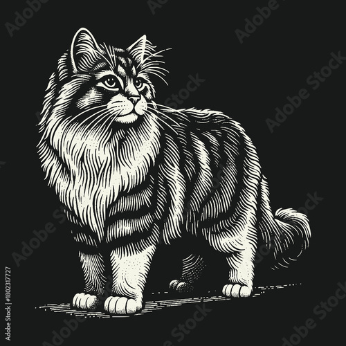 Majestic Fluffy Long Haired Cat in a Vintage Engraving Style Illustration.