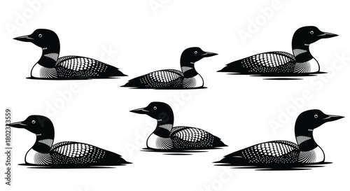 A collection of detailed black and white illustrations depicting common loons