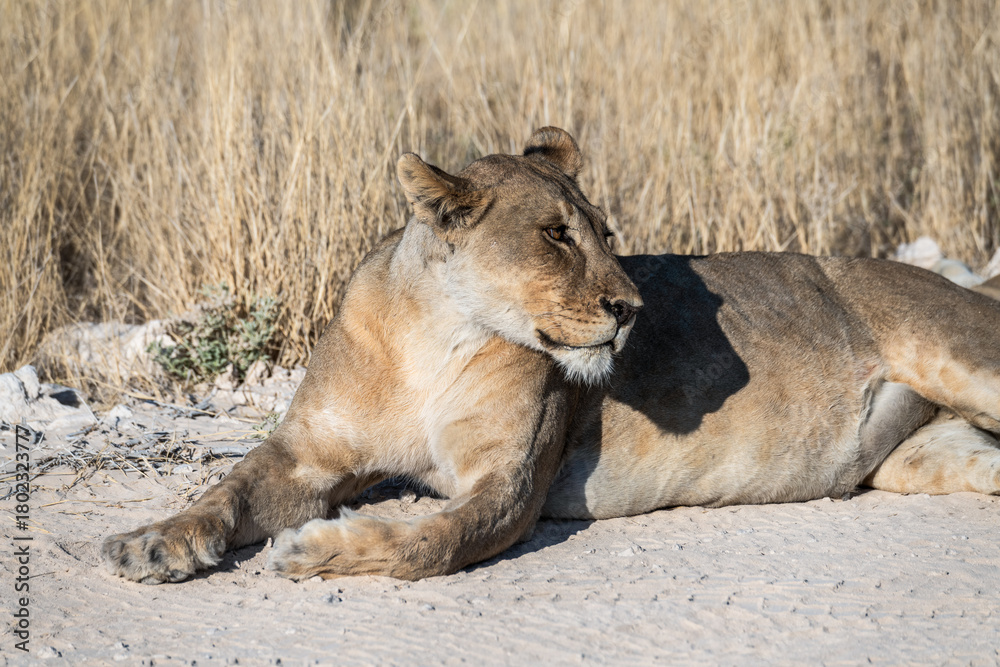 Obraz premium Safari im Etosha Nationalpark
