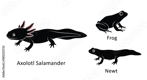 Black silhouettes of an axolotl frog and newt amphibians displayed
