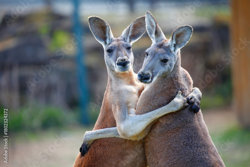 Photos Two red kangaroos hugging.