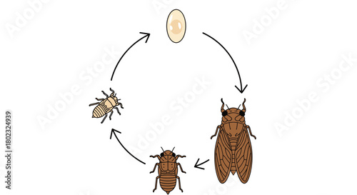 Illustration of the cicada life cycle showing egg, nymph stages, and adult cicada with arrows indicating the progression of development.