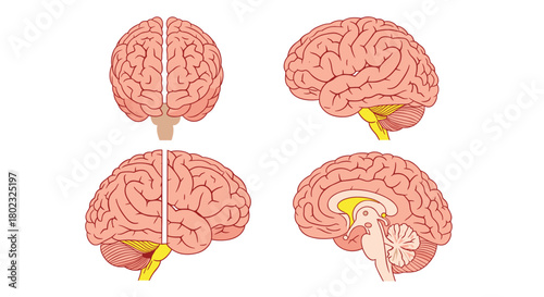 Detailed anatomical illustration of the human brain from multiple perspectives, showcasing its complex structure and key regions for medical and educational use.