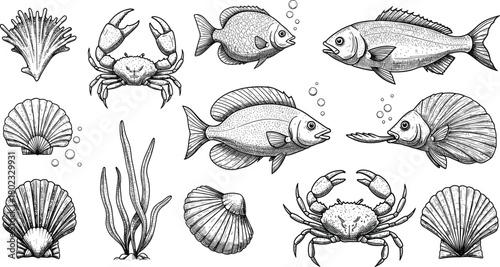 Hand drawn black and white illustration of marine life including fish crabs and seashells