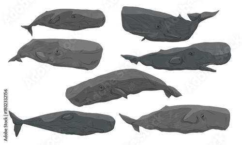 Sperm whale or cachalot Physeter macrocephalus set. Male and female sperm whales in various poses. Realistic vector animal