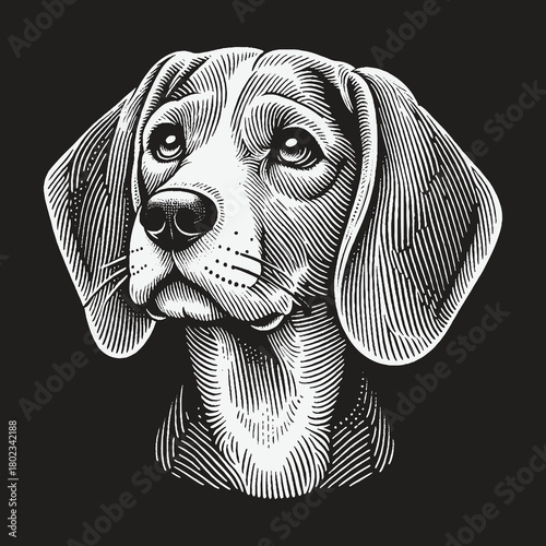 Vintage Engraving Style Beagle Dog Head Portrait on Black Background.