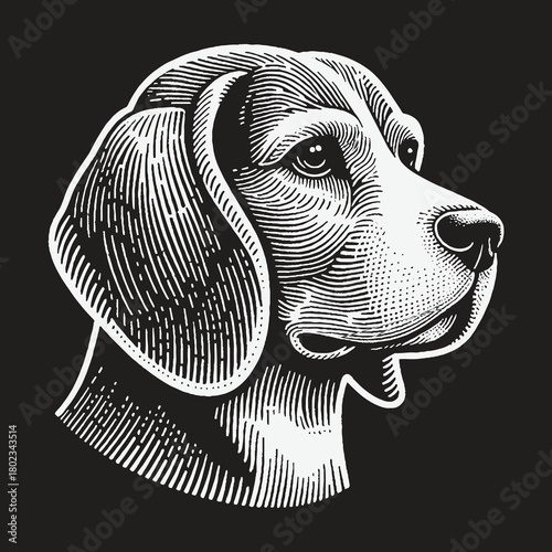 Vintage Engraving Style Beagle Dog Head Portrait Illustration.
