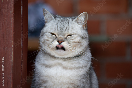 Beautiful gray British cat sticking out her pink tongue