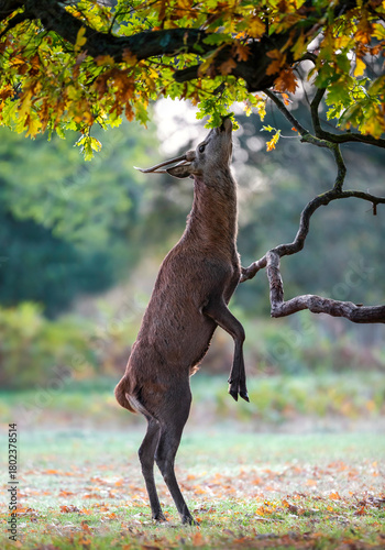 Fotografía Young Red deer stag standing on hind legs to eat fresh oak leaves and acorns