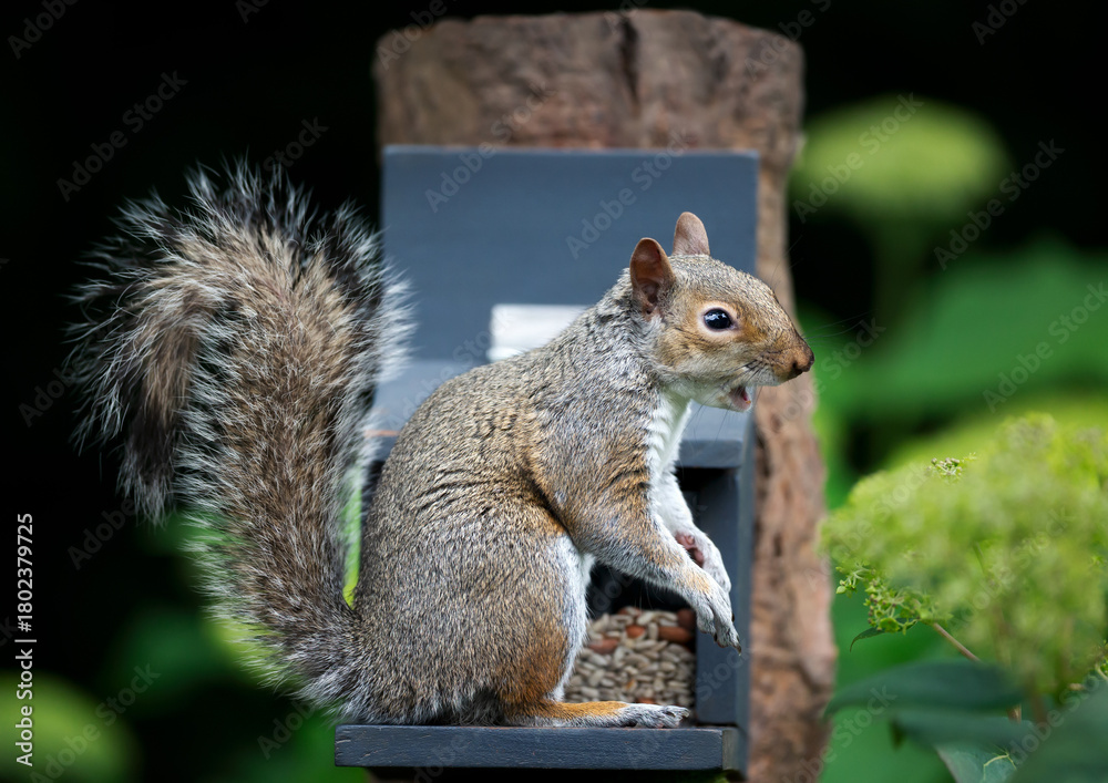 Obraz premium Grey squirrel eating nuts and seeds on a squirrel feeder