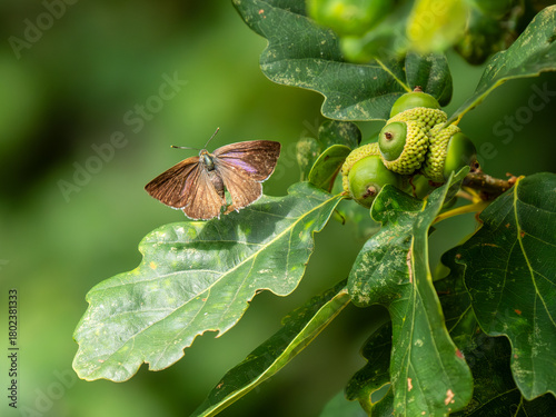 Purple Hairstreak In an Oak Tree