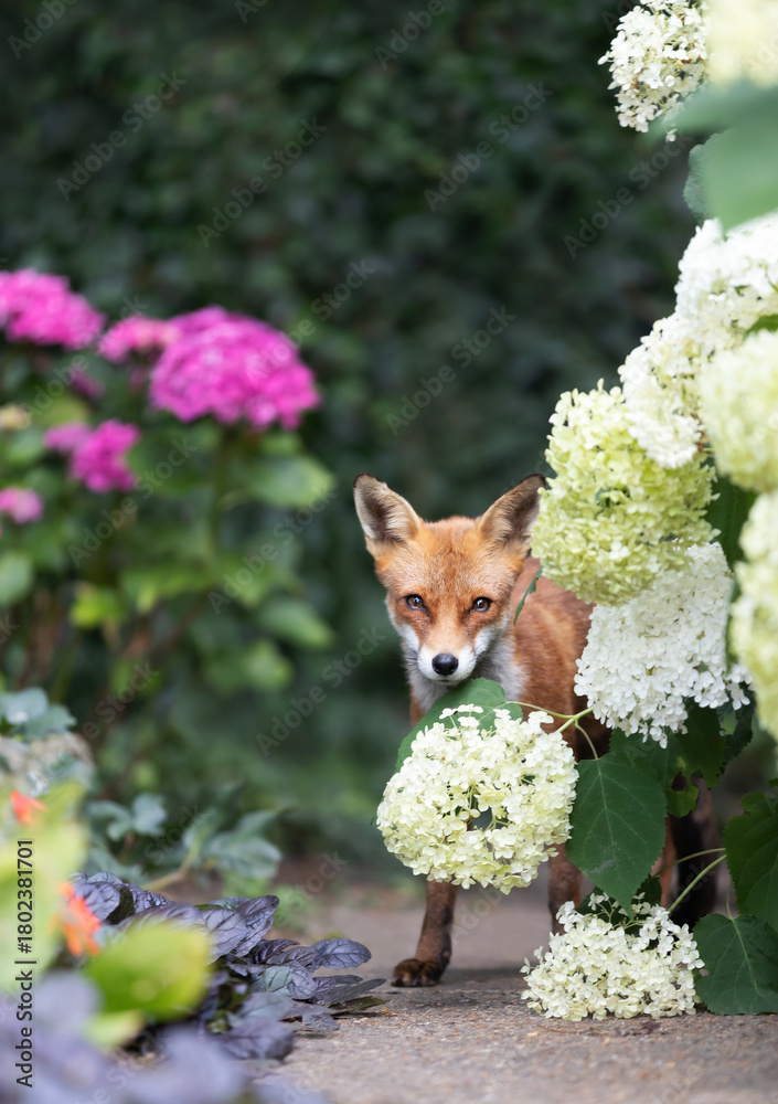 Naklejka premium Young Red fox cub peeking from summer garden flowers