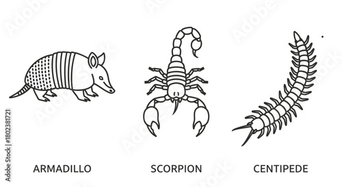Line art depiction of an armadillo scorpion and centipede clearly labeled
