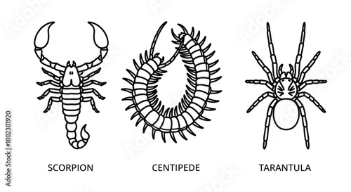 Detailed sketches of a scorpion centipede and tarantula in a line