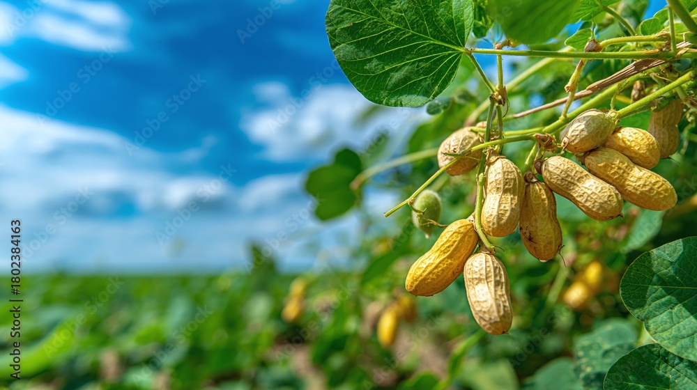 Naklejka premium Golden harvest of peanuts ripening under a vast blue sky, a promise of nature's bounty. Crisp pods hang amidst vibrant green leaves, under the sun-drenched field.