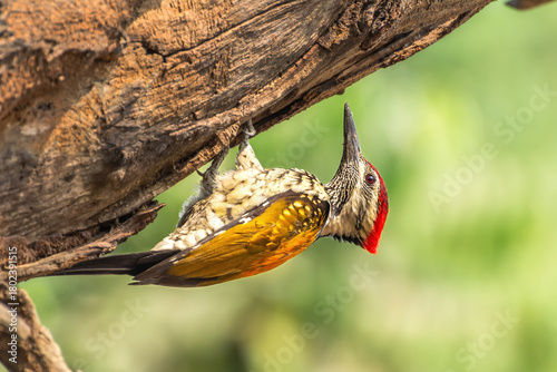 Photography A beautiful Black-rumped flameback woodpecker (Dinopium benghalense) is sitting next to the nest hole on beech trunk during the nesting season in a green blurred forest background