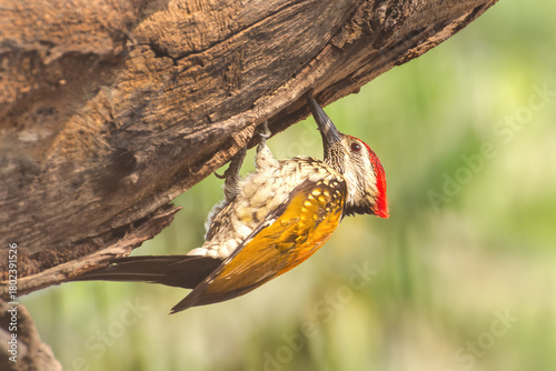 Photography A beautiful Black-rumped flameback woodpecker (Dinopium benghalense) is sitting next to the nest hole on beech trunk during the nesting season in a green blurred forest background