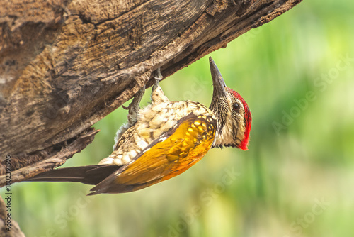Photography A beautiful Black-rumped flameback woodpecker (Dinopium benghalense) is sitting next to the nest hole on beech trunk during the nesting season in a green blurred forest background