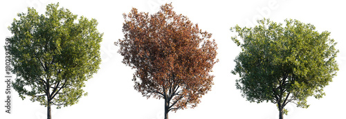 Fotografía Three Montpellier maple trees with green and red autumn foliage isolated on tran