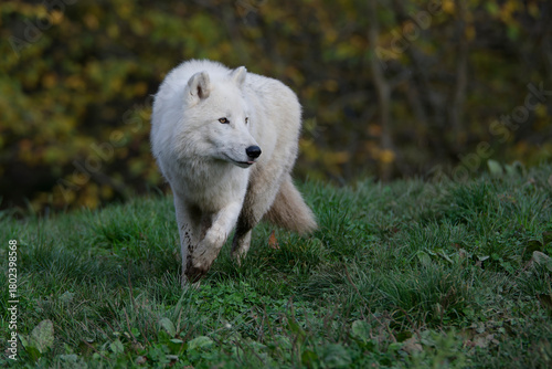 Loup arctique