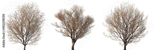 Photos Set of autumn Japanese Maple (Acer pictum) trees with sparse foliage isolated on