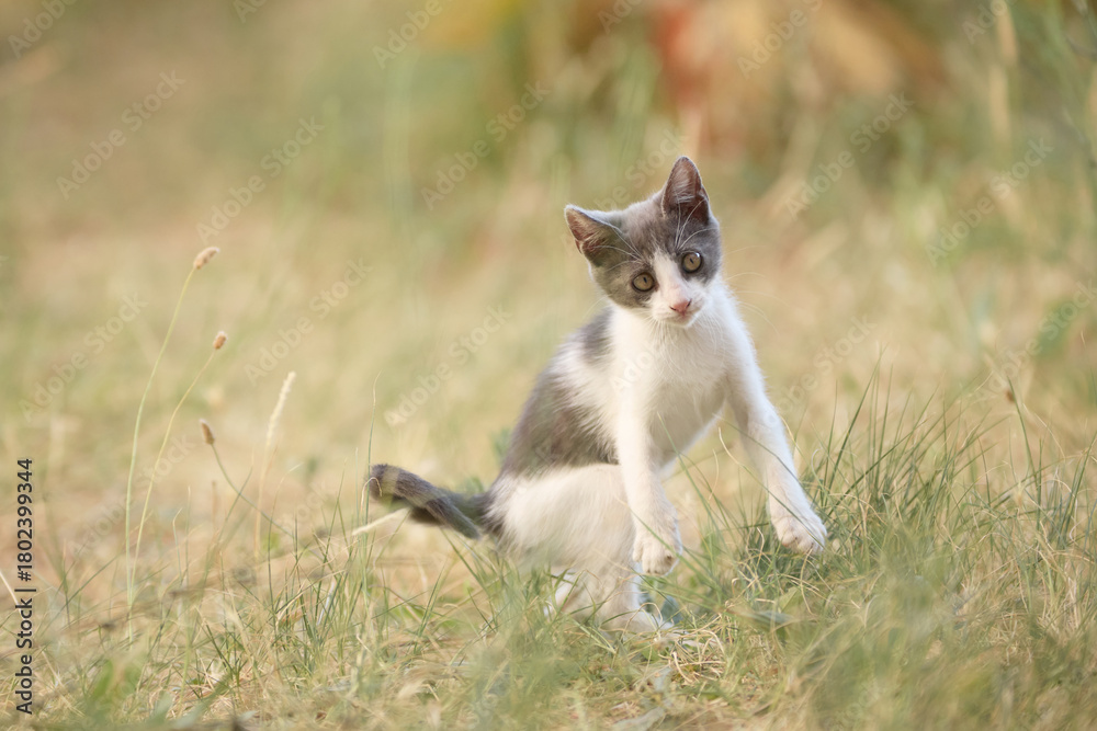 Fototapeta premium A gray and white kitten sits in a sunny patch of dry vegetation. Its body posture is relaxed and at ease.