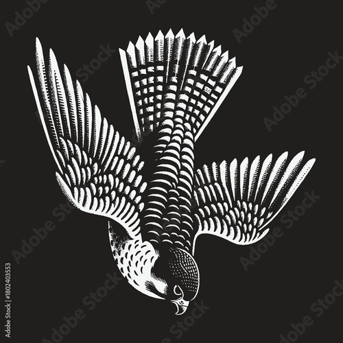 Black and White Engraved Falcon Diving Down.