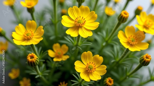 Bright yellow flowers in full bloom, showcasing vibrant petals and lush green foliage.