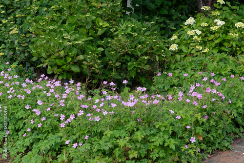 Jardin Van Beek, Saint Paul, Oise, 60, France