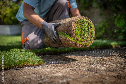 Gardening - Gardener laying sod for the new lawn. 	
Making a lawn from a roll. Man laying grass turf rolls for new garden lawn.
