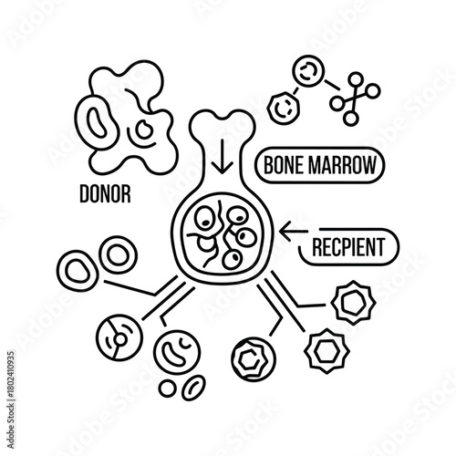 Bone marrow transplant process line icon vector illustration