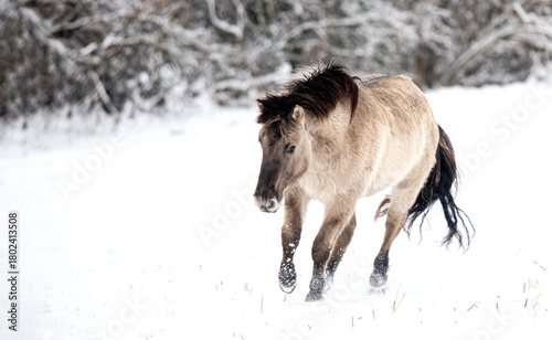 A cheerful horse runs freely across a snowy field surrounded by frost-covered trees, capturing the spirit of Christmas and the excitement of the New Year in 2026