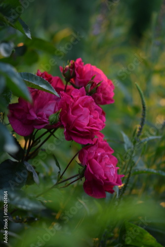 Rose bush blooming pink in summer bokeh garden. Pink roses flowers on bokeh garden background, roses background with space for text.