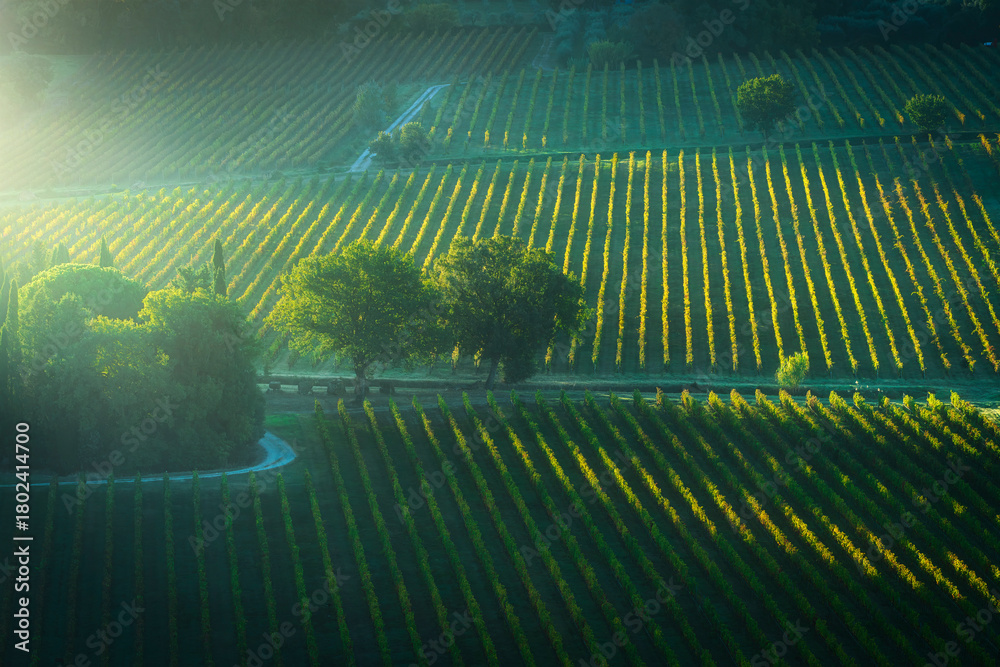 Obraz premium View of Montepulciano Vineyards in Morning Sunbeams, Tuscany, Italy