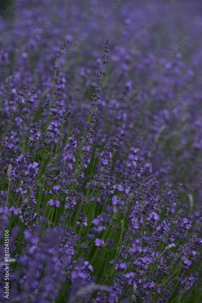 Fototapeta premium Lavender blooming flowers closeup and sunny bokeh flowers background. Scene with lavendula flowers. Selective focus. Lavender background.