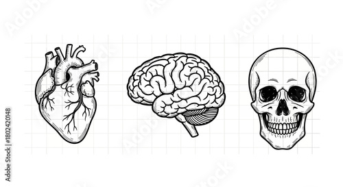 Detailed hand drawn anatomy of heart, brain, and skull on grid background