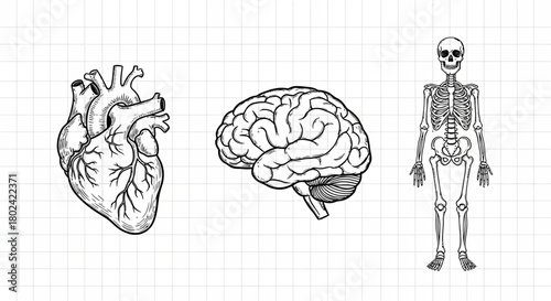 Hand drawn anatomy: heart, brain, and skeleton on grid background