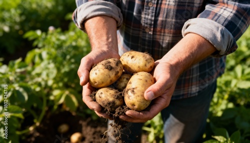 Farmer's hands holding freshly harvested potatoes covered in soil. Agriculture and organic farming concept in a sunlit field