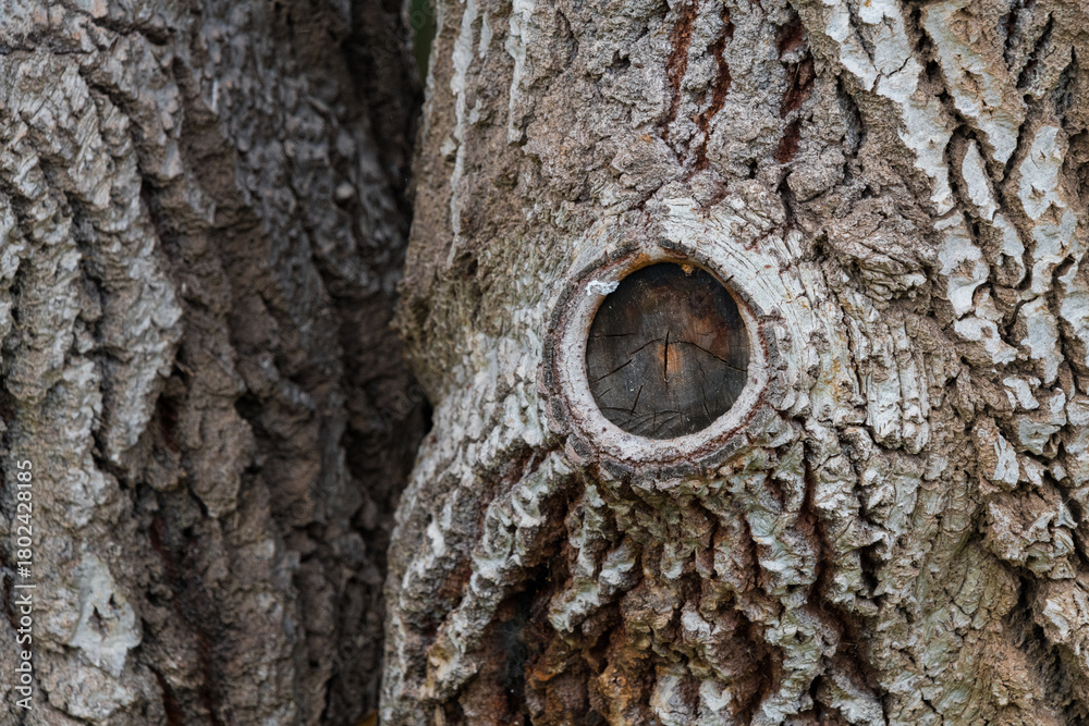 Obraz premium Old Tree Bark Macro Shot – Natural Texture Backdrop